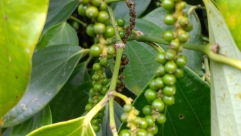 Chuyên gia: Về dài hạn giá hồ tiêu sẽ còn tăng