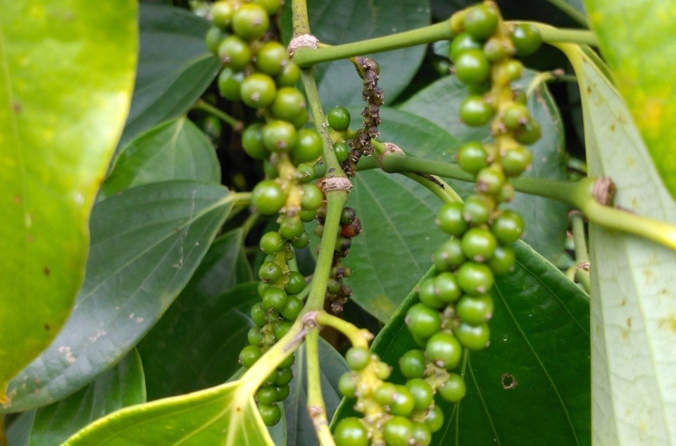 giá tiêu hôm nay tại các vùng trồng trọng điểm đã tăng nhẹ trở lại từ 2.000 - 4.000 đồng/kg giá tiêu hôm nay tại các vùng trồng trọng điểm đã tăng nhẹ trở lại từ 2.000 - 4.000 đồng/kg