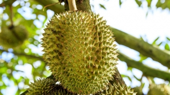 Giá vọt lên trên 100.000 đồng/kg, bán 0,5 ha sầu riêng nông dân bỏ túi hơn nửa tỷ đồng