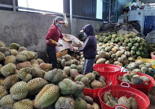 Một vựa thu mua sầu riêng ở H.Krông Pắk, Đắk Lắk.