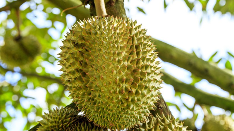 Sầu riêng Monthong tăng giá mạnh.