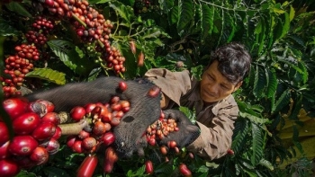 Nhà đầu cơ bắt đầu tích trữ, giá cà phê được dự báo tăng mạnh trong thời gian tới