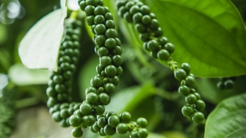 Vì sao giá tăng nhưng người trồng tiêu được hưởng lợi không nhiều?