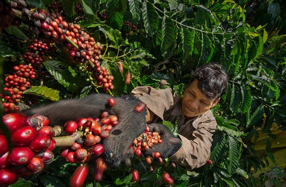 Gía cà phê tại thị trường trong nước tiếp tục tăng Gía cà phê tại thị trường trong nước tiếp tục tăng