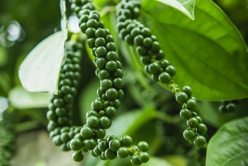 Vì sao giá tăng nhưng người trồng tiêu được hưởng lợi không nhiều?