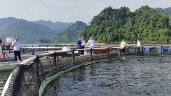 Hòa Bình xây dựng và phát triển sản phẩm OCOP thủy sản từ thế mạnh lòng hồ thủy điện