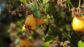 Hạt điều sâu, mốc tràn ngập trên thị trường không phải hạt điều Bình Phước