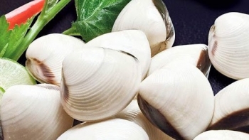 Xuất khẩu nghêu sang EU có xu hướng phục hồi