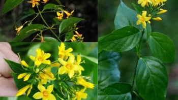 Cây lá ngón dễ gây nhầm lẫn với các loại cây thuốc, rau rừng khác, chuyên gia đưa ra cảnh báo