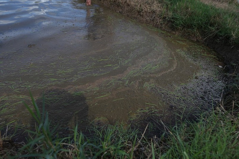 Nam Định mưa lớn kéo dài, hơn ba chục nghìn héc ta lúa vừa gieo cấy ngập úng , người dân chịu cảnh "mất trắng"