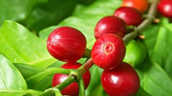 Phải đến tháng 10 thị trường cà phê mới sôi động trở lại