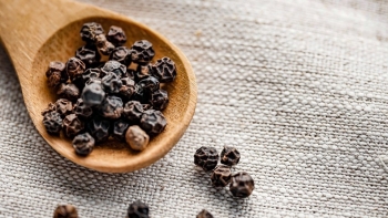 Một hộ dân trồng thành công giống tiêu trái chùm có nguồn gốc từ Ấn Độ