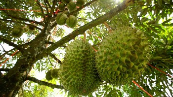 Cần nâng cao năng lực cho người làm ra trái sầu riêng