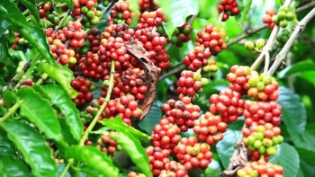 Vì sao các doanh nghiệp kinh doanh cà phê không dám ký hợp đồng mới?