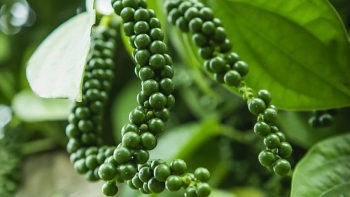 Chuyên gia: Về dài hạn, giá hạt tiêu Việt Nam tiếp tục tăng cao