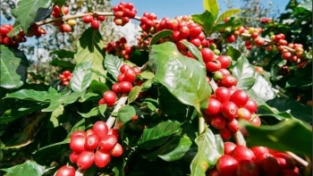 Chuyên gia chỉ rõ nguyên nhân khiến giá cà phê đồng loạt giảm