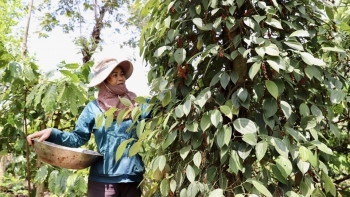 Đâu sẽ là động lực tăng trưởng của hồ tiêu Việt Nam dịp cuối năm?
