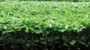 Vì sao giá bán cây giống cà phê tăng đột biến?