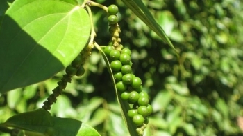 Giá tiêu bật tăng trở lại, Đắk Nông, Đắk Lắk chạm mốc cao nhất