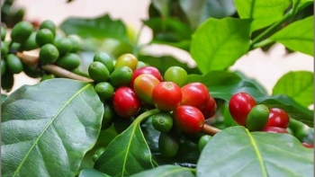 Giá cà phê được dự báo giữ đà tăng trong bối cảnh thiếu hụt nguồn cung