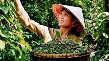 Giá tiêu toàn cầu sẽ tăng lên trong những tháng cuối năm nay