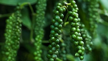 Chuyên gia: Giá hồ tiêu sẽ còn tăng dù ngắn hạn có những đợt điều chỉnh giảm