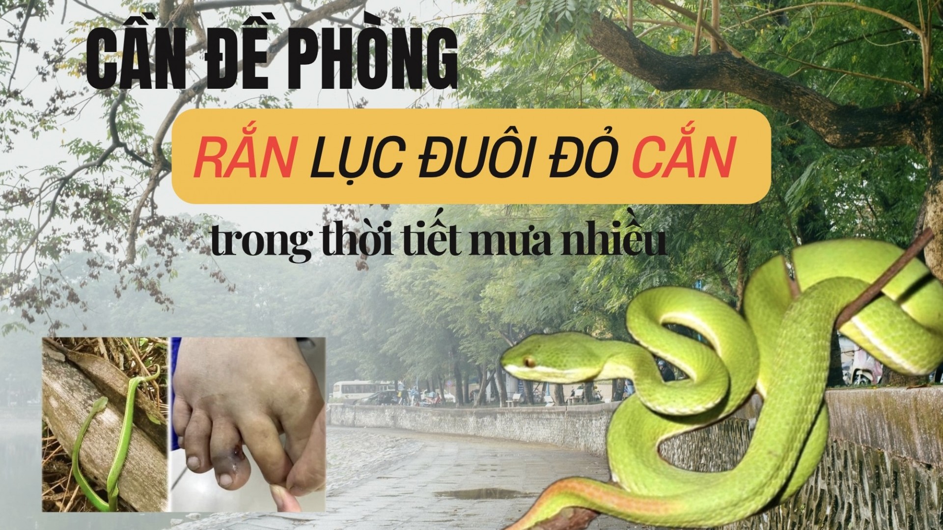 Cần đề phòng rắn lục đuôi đỏ cắn trong thời tiết mưa nhiều