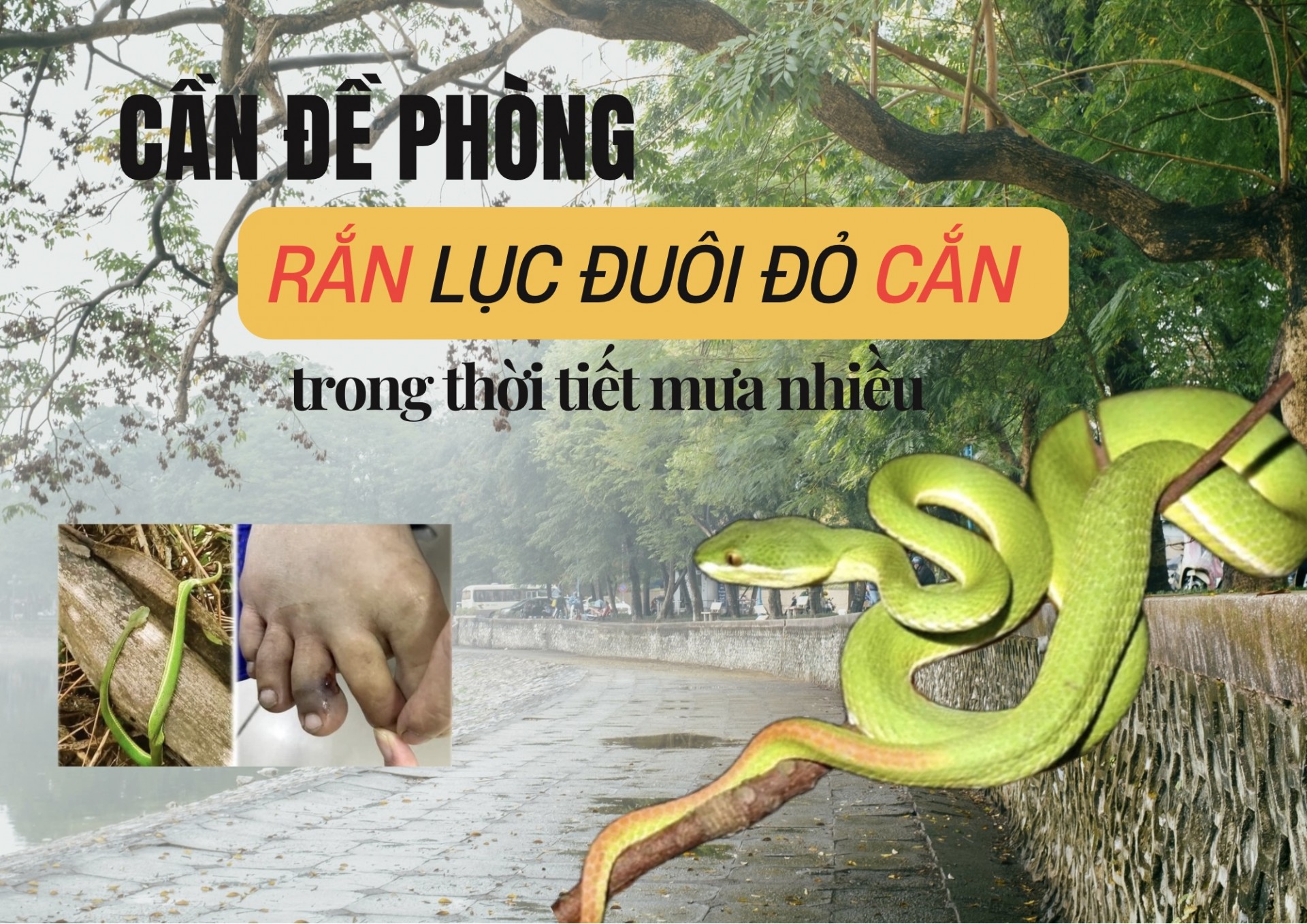 Cần đề phòng rắn lục đuôi đỏ cắn trong thời tiết mưa nhiều