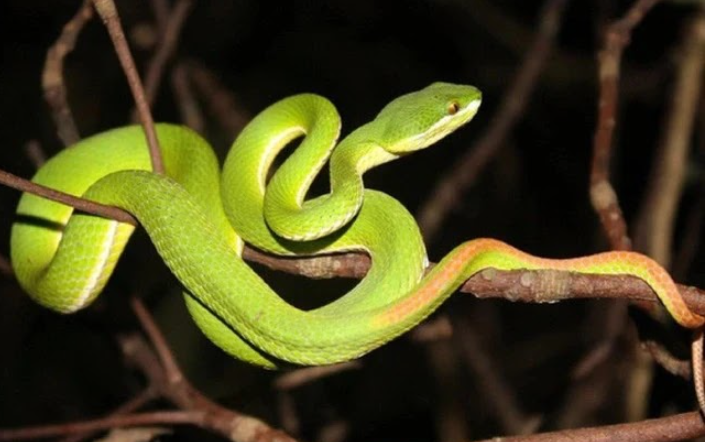 Cần đề phòng rắn lục đuôi đỏ cắn trong thời tiết mưa nhiều