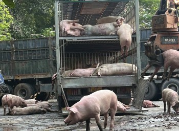 Chặn đứng xe tải chở 7,2 tấn lợn nhiễm bệnh đang trên đường đi tiêu thụ
