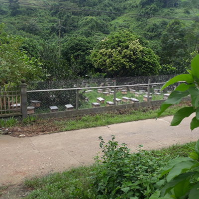  Vườn ong của gia đình anh Chiến (Ảnh do nhân vật cung cấp)