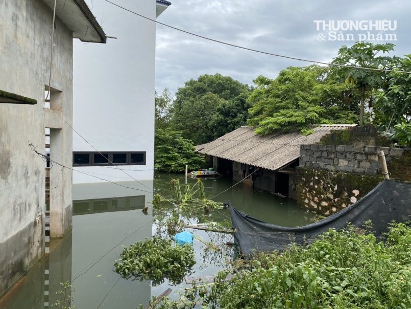 Người dân vùng lũ Chương Mỹ "khốn khổ" sống giữa biển nước, hoạt động sản xuất kinh doanh bị xáo trộn