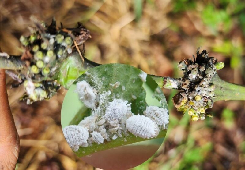 Rệp sáp trên cây cà phê có xu hướng gia tăng. Rệp sáp trên cây cà phê có xu hướng gia tăng.