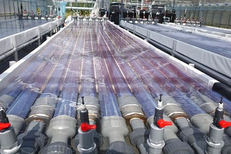 Symbiobe hướng đến mục tiêu mở rộng quy mô nuôi cấy vi khuẩn tím. Ảnh: thefishsite.com