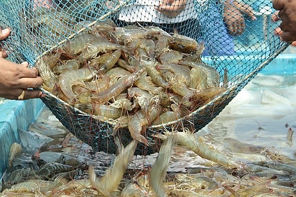 Giá xuất khẩu tôm chân trắng sang Mỹ khả quan hơn trong quý II