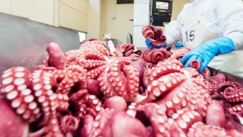 Thị trường nào nhập khẩu mực và bạch tuộc lớn nhất của Việt Nam hiện nay?