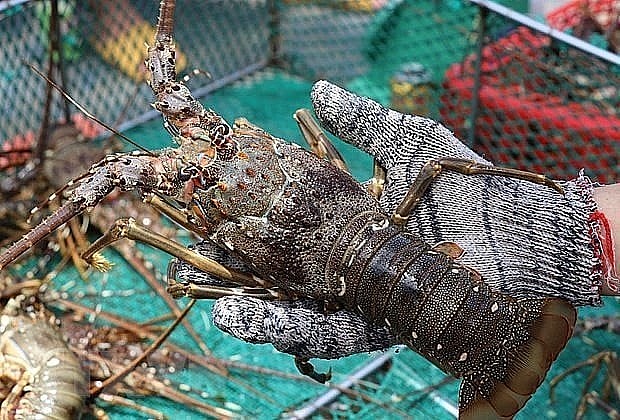 Xuất khẩu nhuyễn thể có vỏ dự báo sẽ tăng trưởng mạnh mẽ