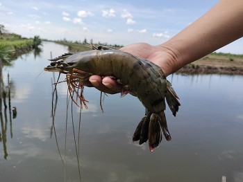Tôm Cà Mau có thêm chứng nhận cấp quốc tế với tiêu chuẩn BAP