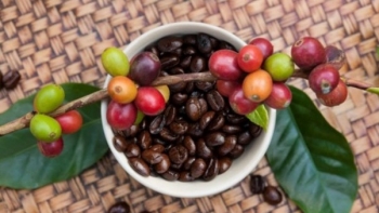 Người trồng cà phê lạc quan về một vụ thu hoạch sẽ bán được giá cao