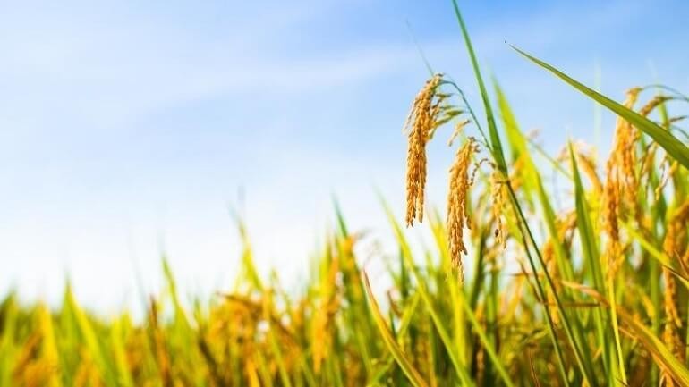 Tiềm năng và thách thức của việc phát triển thị trường tín chỉ carbon trong ngành lúa gạo 