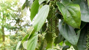 Giá tiêu sẽ tiếp tục tăng khi nhu cầu tiêu thụ trên thế giới chưa có dấu hiệu hạ nhiệt