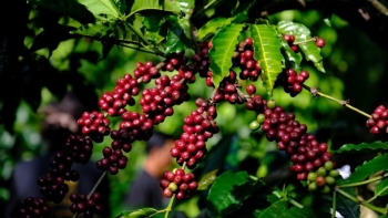 Nông dân Tây Nguyên đang rất lạc quan với việc giá cà phê sẽ tăng cao