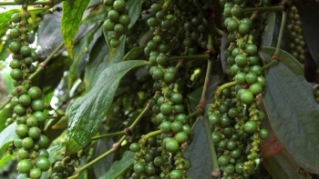 Vì sao cây hồ tiêu chưa hấp dẫn để người nông dân tái canh?