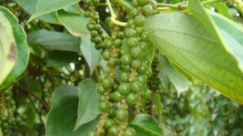 Giá tiêu sẽ tiếp tục tăng trong bối cảnh nhu cầu cao, nguồn cung hạn chế