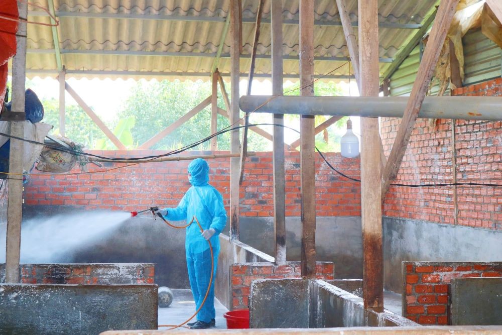 Tiến hành phun khử trùng, tiêu độc tại nơi tiêu huỷ lợn mắc bệnh Tiến hành phun khử trùng, tiêu độc tại nơi tiêu huỷ lợn mắc bệnh