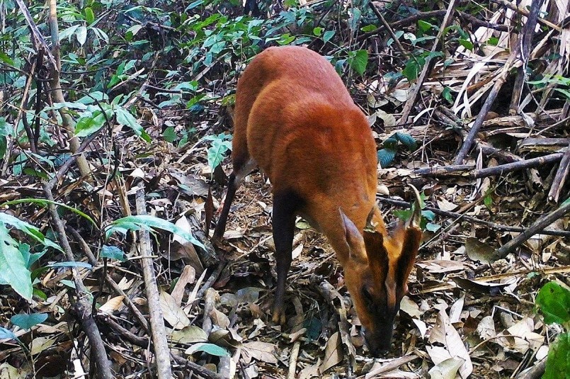 Khắc phục bất cập trong quản lý thực vật rừng, động vật rừng nguy cấp, quý, hiếm