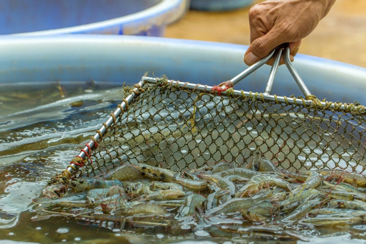 VASEP: Thông tin ngành tôm Việt Nam lạm dụng lao động là không đúng sự thật. VASEP: Thông tin ngành tôm Việt Nam lạm dụng lao động là không đúng sự thật.