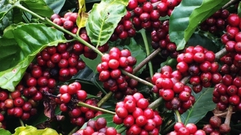 Chuyên gia: Tình trạng đầu cơ, thổi giá cà phê năm tới sẽ hạn chế hơn