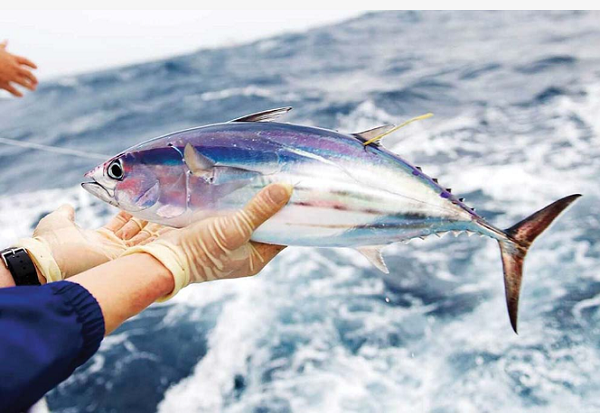 quy định về kích cỡ cá ngừ vằn sẽ khiến cho nguồn cung nguyên liệu trong nước khan hiến quy định về kích cỡ cá ngừ vằn sẽ khiến cho nguồn cung nguyên liệu trong nước khan hiến