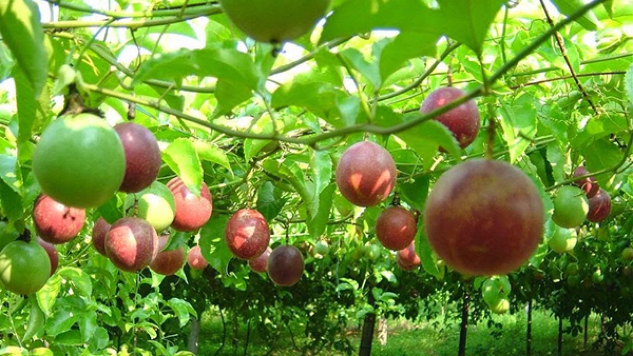 Úc là thị trường khó tính, cả người trồng và doanh nghiệp xuất khẩu cần tuân thủ chặt chẽ Úc là thị trường khó tính, cả người trồng và doanh nghiệp xuất khẩu cần tuân thủ chặt chẽ